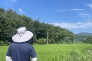 [경기티비종합뉴스] 용인특례시, 벼 병해충 드론 방제