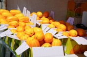 [경기티비종합뉴스] 「제20회 금사참외축제」 성황리 마무리
