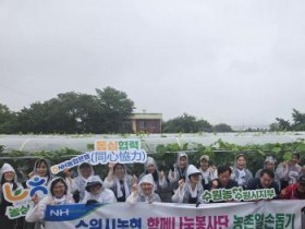 [경기티비종합뉴스]수원시지부 NH농협은행 수원시 여성책임자회ㆍ농협중앙회 수원시지부ㆍ수원농협  함께나눔 농촌 일손돕기 실시